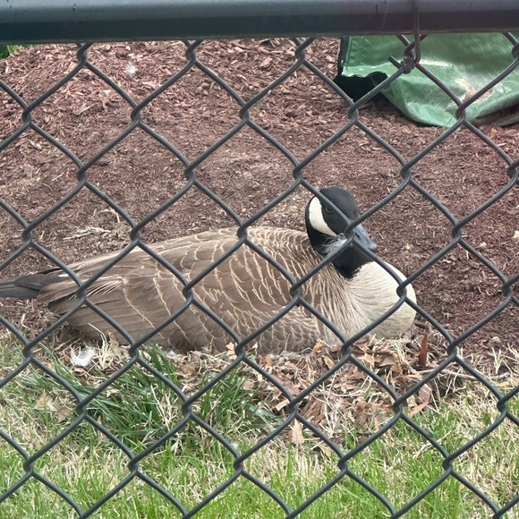 Meet your Posher, Dionis a - Picture 1 of 1